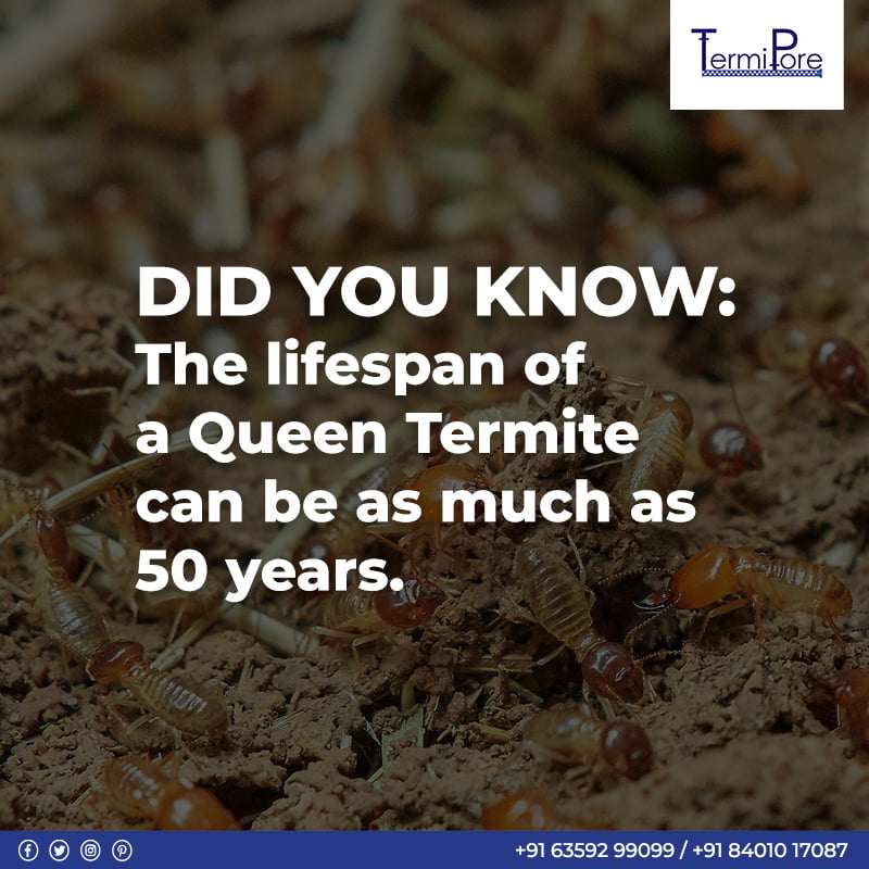 Facts About Termites